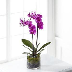 Orchid Plant